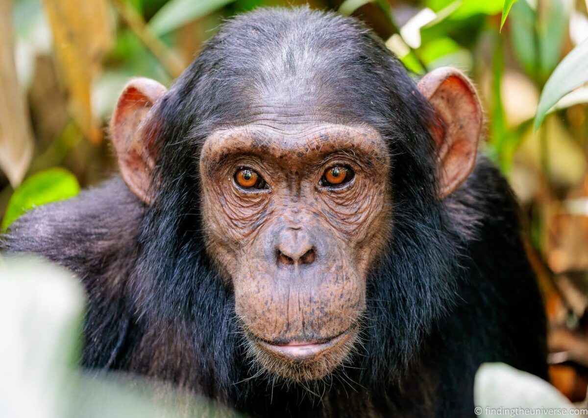 Chimpanzee tracking in East Africa