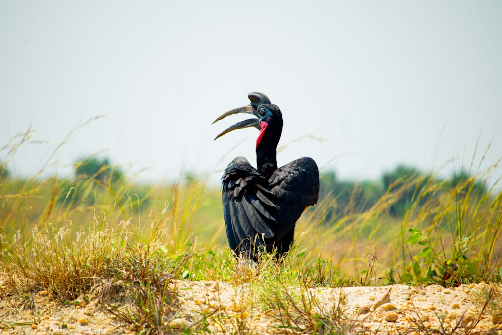 Abyssinian Ground Hornbill