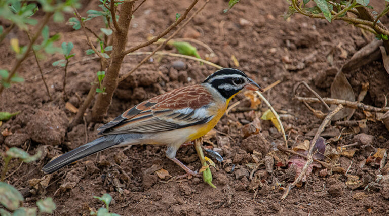 African Golden Breasted Bunting