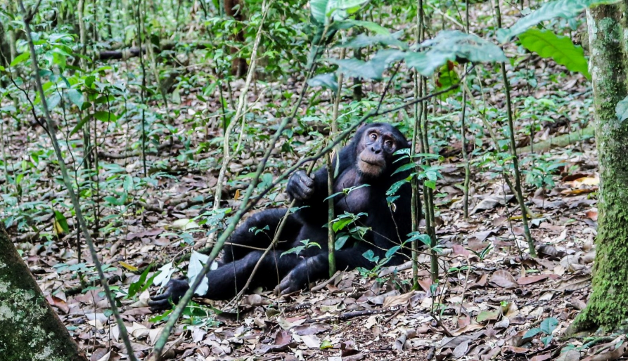 Chimpanzee tracking in Kibale Forest