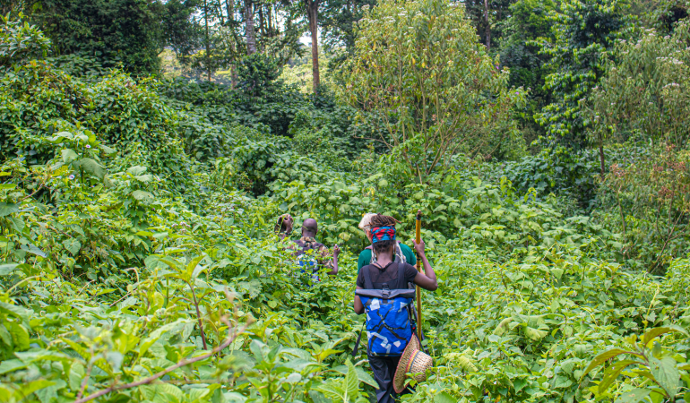 Gorilla Adventure in Bwindi