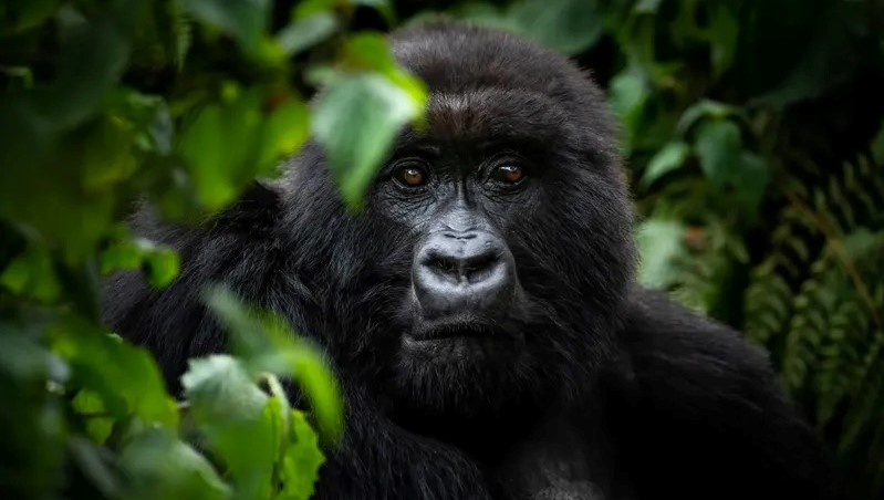 Gorilla in Volcanos National Park