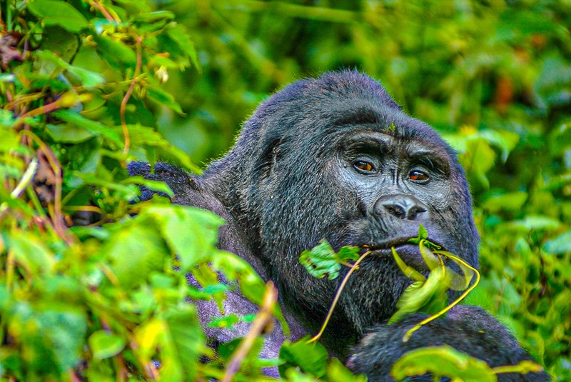 Mountain Gorilla Great Ape