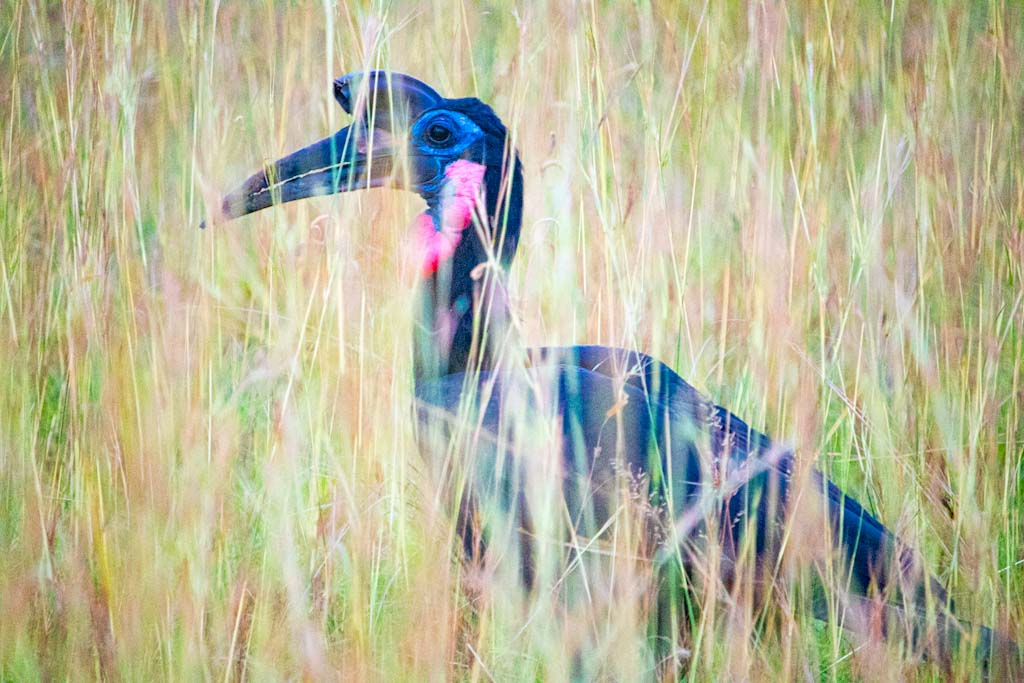 Abyssinian Ground Hornbill, Murchison Falls ATW Holidays Africa