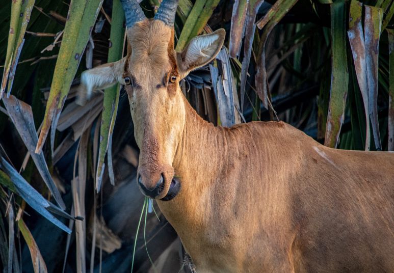 Jacksons Hartebeest in Murchison Falls ATW Holidays Africa