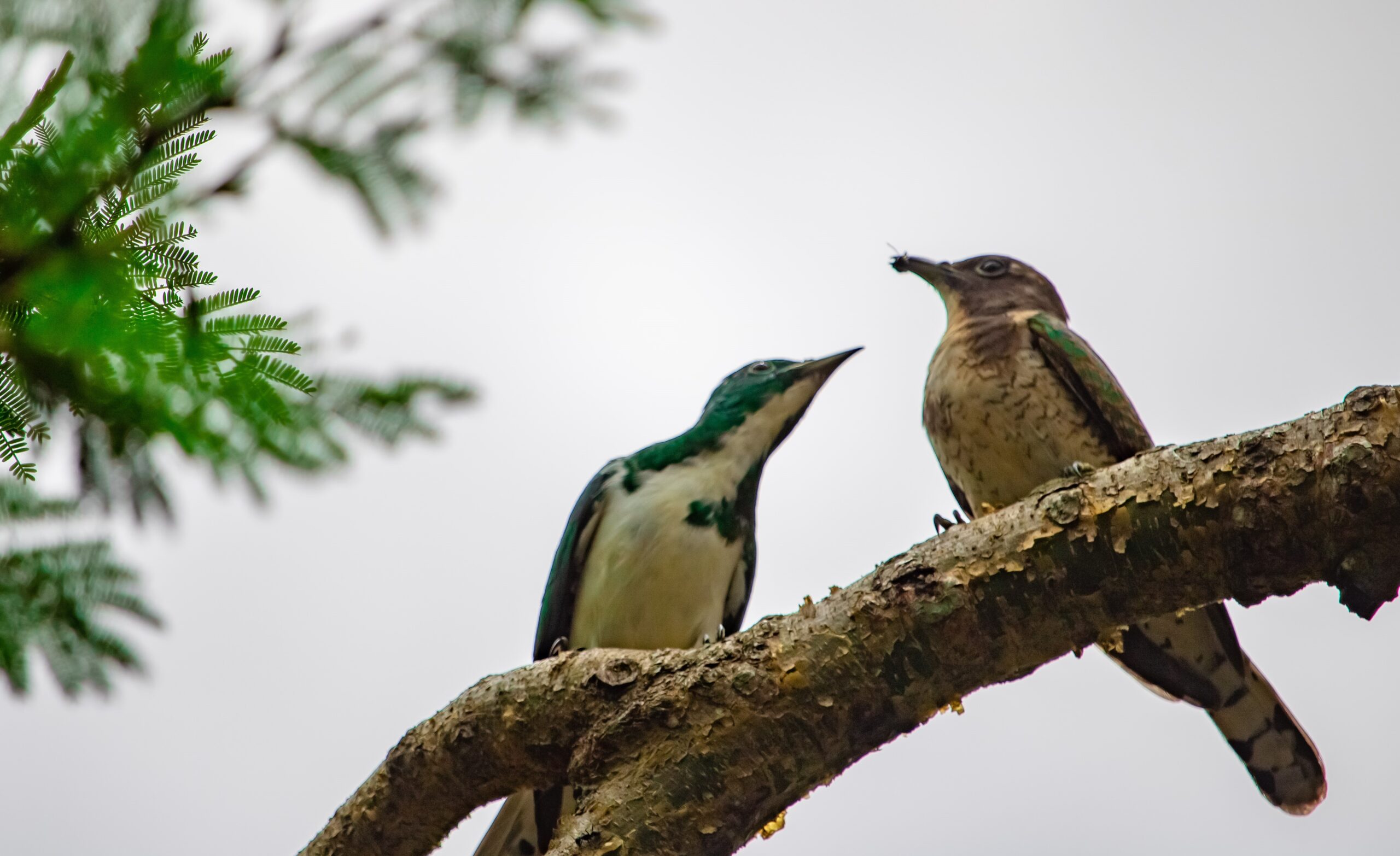 Klaas's Cuckoo in Bigodi Wetland near Kibale Forest