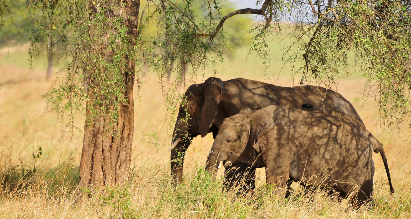 Elephants in Kidepo Valley National Park