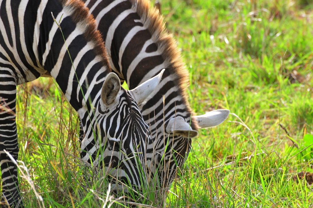 Zebras in Kidepo Valley National Park