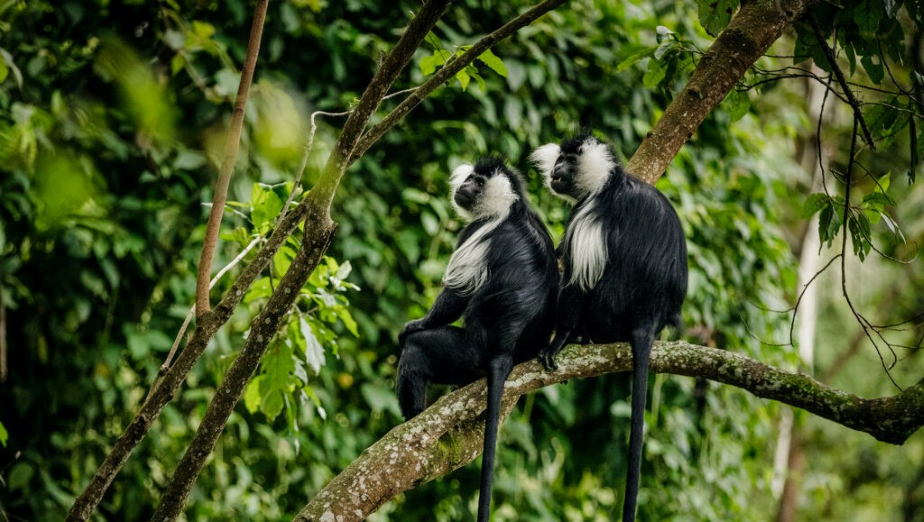 Black and White Colobus in Nyungwe Forest