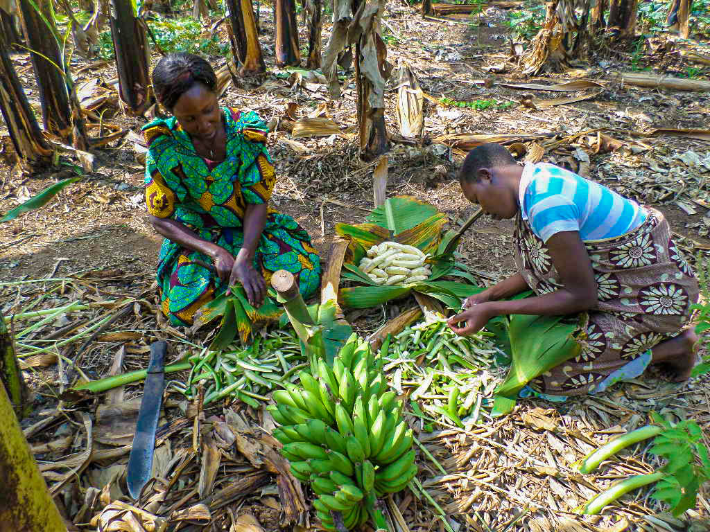 Uganda culture, Banana Plantain