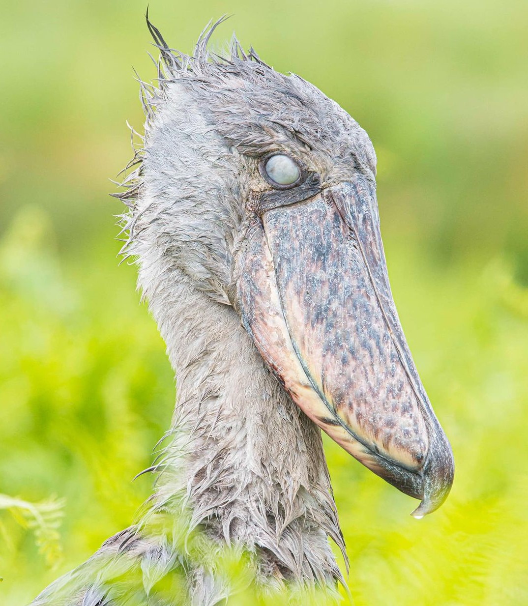 Mabamba Shoebill