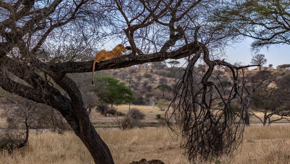 Tarangire National Park