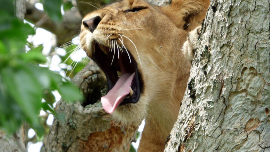 Tree Climbing Lion in Queen Elizabeth