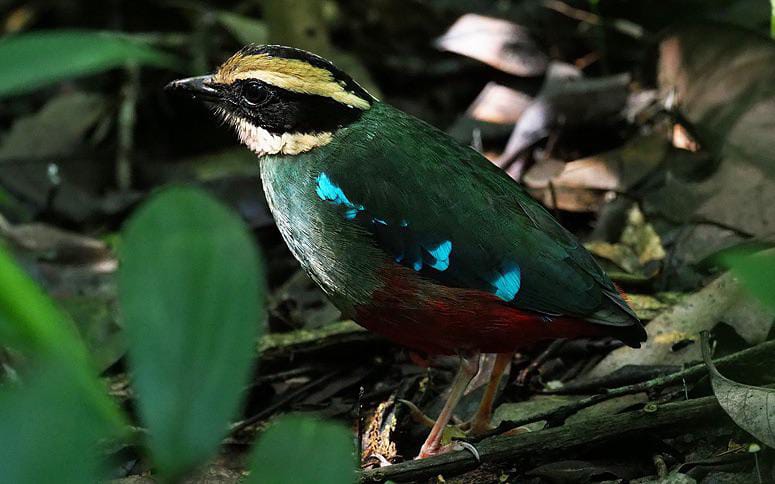 The Green Breasted Pitta