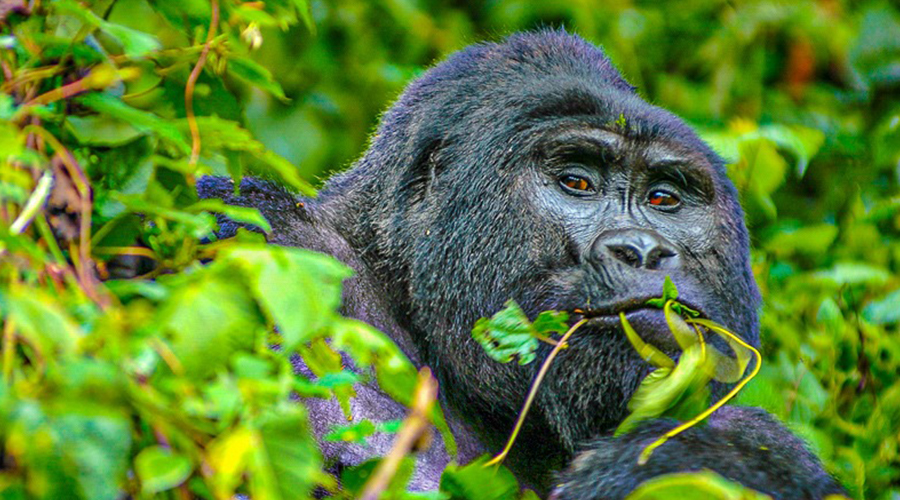 A Mountain Gorilla in Bwindi Impenetrable Forest