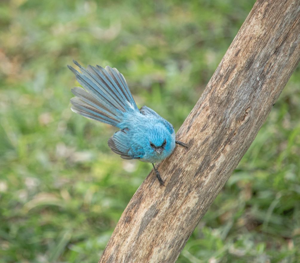 African Blue Flycatcher birds of Uganda