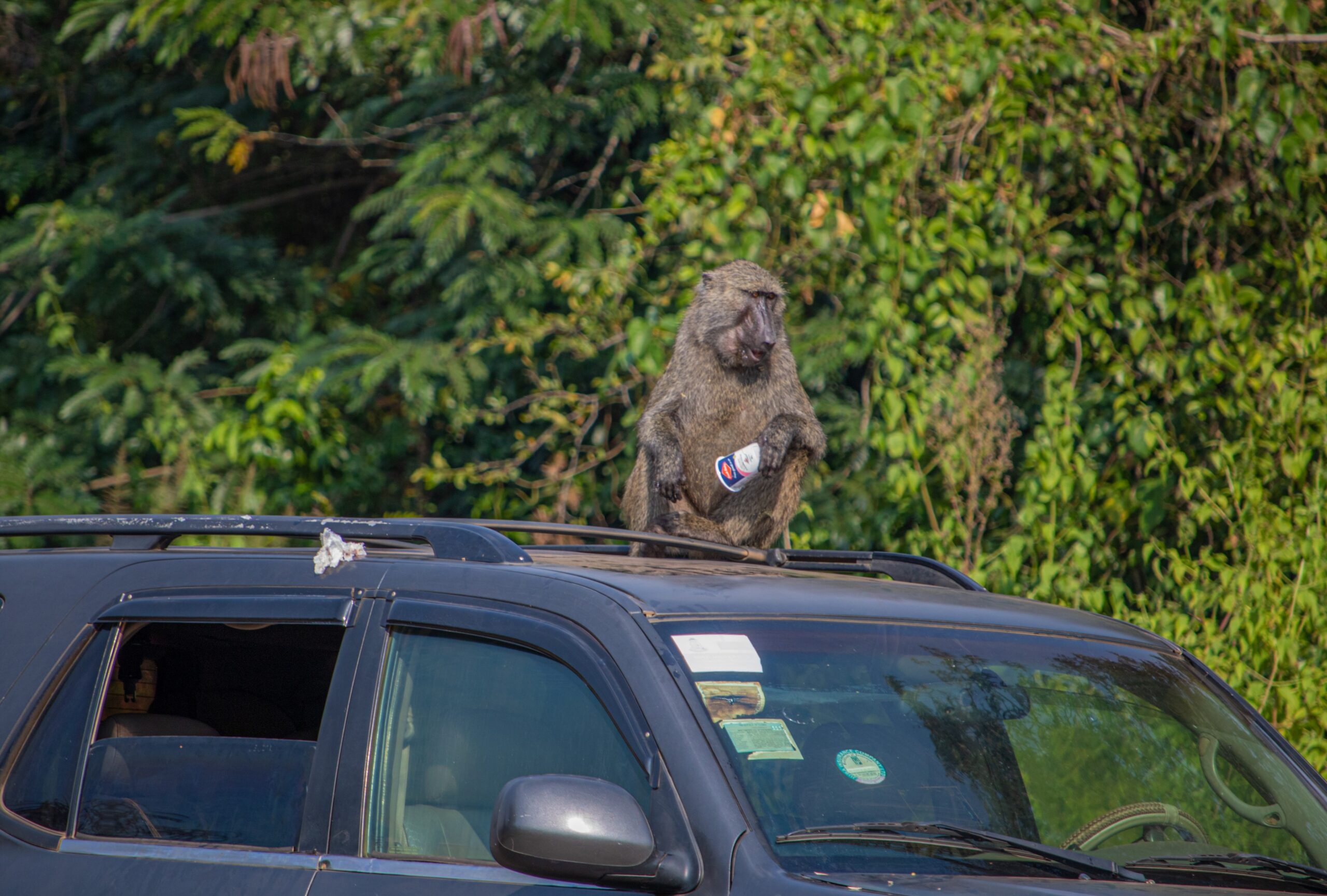 Olive Baboon on top of Safari Vehicle in Murchison Falls