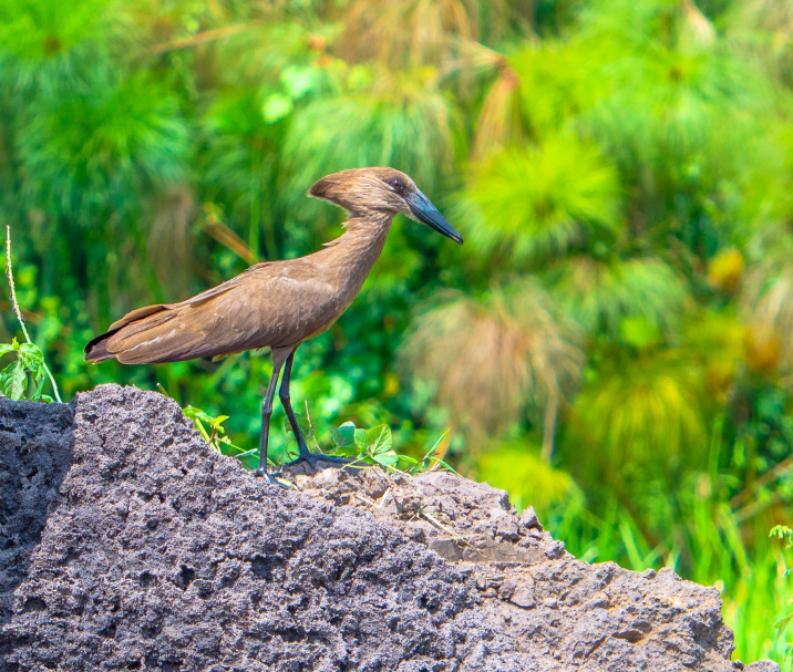 The Hamerkop birding safaris by ATW Holidays Africa