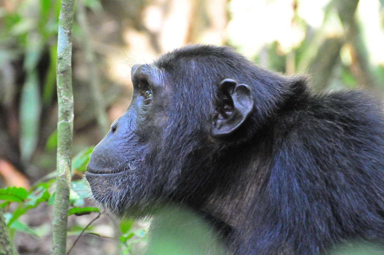 Chimpanzee tracking in Kibale Forest