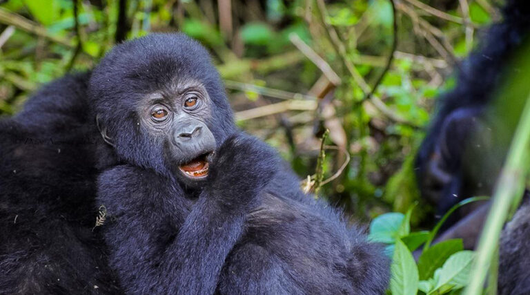 Uganda Gorilla trekking